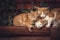 Cute red cats family together with kitten resting on wooden logs in rural countryside village in vintage rustic style