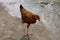 Cute red chicken perched on the ground during the daytime