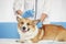 Cute red Corgi dog lies on examination at the veterinarian and pretty smiles during vaccination