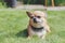 cute red dog chihuahua lies on a green meadow
