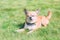 Cute red dog chihuahua lies on a green meadow
