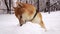 Cute, red dog face, breed Shiba Inu, sniffs drifts of snow. Trees under the snow