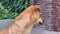 Cute red dog with incorrect bite sits in yard and looks around, guarding the territory. Charity, adoption and care for