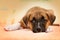 Cute red dog Laying in Bed on biege Sheets