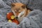 Cute red dog Shiba Inu sleeps on a gray fluffy blanket with her favorite toy