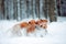 Cute red dog visla running and play with a stick in the snow