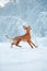 Cute red dog visla sitting in the snow, portrait