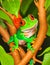 cute and red-eyed frog clinging to a tree