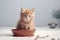 Cute red fluffy kitten sitting in the bowl for pet food. AI generated