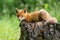 Cute red fox cub lying on a tree stump in springtime forest.