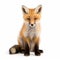 Cute red fox cub on a white background. I generative AI photograph realistic illustration of iconic British wildlife.