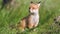 Cute red fox cubs sits in the grass and looks around. Vulpes