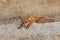 Cute red fox laying lazily on a sand