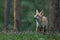 Cute Red fox is posing outdoors