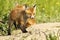 Cute red fox puppy near the burrow