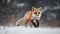 Cute red fox in snow alert and looking generated by AI