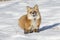 Cute red fox standing in the snow