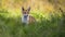 Cute red fox standing in tall green vegetation on meadow in summer at sunrise