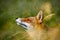 Cute Red Fox, Vulpes vulpes, animal at green forest with grass, in the nature habitat, detail portrait, Germany