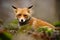 Cute Red Fox, Vulpes vulpes, animal at green forest with stones, in the nature habitat, Germany