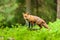 Cute Red Fox, Vulpes vulpes in fall forest.