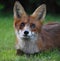 Cute red fox Vulpes vulpes laying on grass looking at the sky.