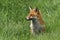 A cute Red Fox Vulpes vulpes sitting in the grass in a field.