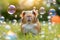 Cute red guinea pig play with bubbles on green grass in the garden. Playing with pets concept