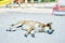 Cute red-haired dog lies on the sand in playground and it is hot, against the background of children slides and swings