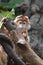 Cute Red Javan Lutung Eating a Carrot