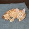 Cute red kitten with classic marble pattern lies on sofa. Adorable little pet.