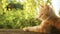 Cute red kitten lying on a wooden bench in the yard on background of greenery , pet walking outdoors, profile of beautiful cat on