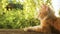 Cute red kitten lying on a wooden bench in the yard on background of greenery, pet walking outdoors, profile of beautiful cat on
