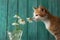 Cute red kitten sniffing white wild daisy or camomile flowers