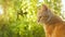 Cute red kitten in the yard on background of greenery , pet walking outdoors, profile of beautiful cat on nature