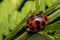 Cute red ladybug with black dots on a plant branch