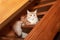 Cute red Maine Coon cat lies on steps of wooden stairs in country house. Concept rare pets, breeding, nurseries, clubs. Side view