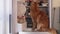 Cute red Maine Coon cat looking for food inside domestic fridge