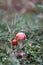 Cute red mushroom poisonous toxic Amanita Muskaria fungus hallucinogenic Fly Agaric in a forest natural green environment full of