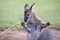 Cute red-necked wallaby holding green twig in black paws