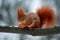 Cute red orange squirrel eats a nut in winter scene with snow