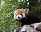 Cute red panda