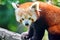 Cute Red Panda Ailurus Fulgens Closeup Portrait Sitting on Branch