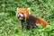 Cute red panda in green grass in forest