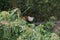 Cute red panda hidden on bamboo forest in captivity