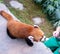 Cute red panda live in hong kong zoo.