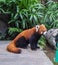 Cute red panda live in hong kong zoo.