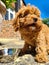 Cute, Red Poodle being fed outdoors, vertical