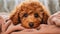 cute red poodle puppy on a soft blanket