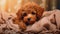 cute red poodle puppy on a soft blanket